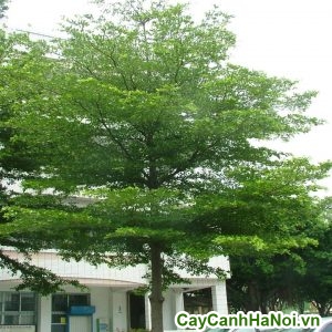 cây bàng singapore trang trí ban công