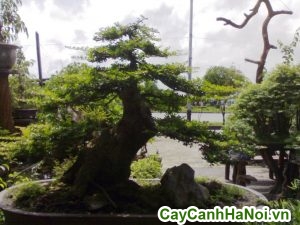 cây me bonsai trang trí sân vườn