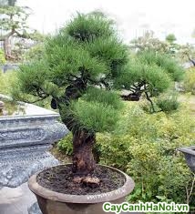 cây phi lao bonsai