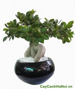 cây si bonsai để bàn