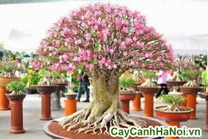 cây sứ thái bonsai