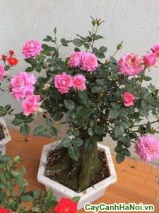 cây trang hồng bonsai trang trí