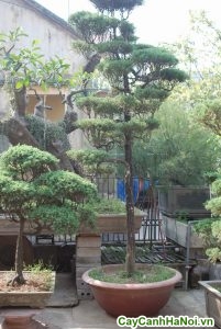cây tùng lá kim bonsai cao 1,6m