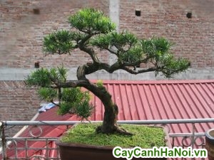 cây tùng lá kim bonsai