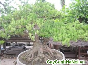 cây vạn niên tùng bonsai dáng bay