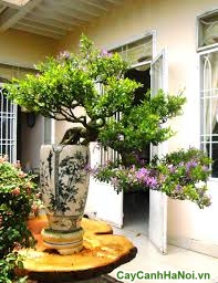 cây linh sam bonsai dáng thác đổ