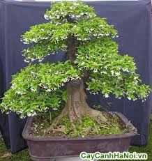 cây mai chiếu thủy bonsai cao 50cm