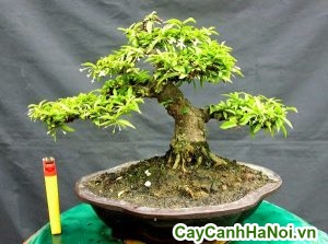 mai chiếu thủy bonsai