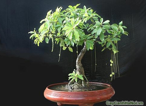 loc vung bonsai