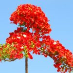 cây phượng vĩ hoa đỏ 4