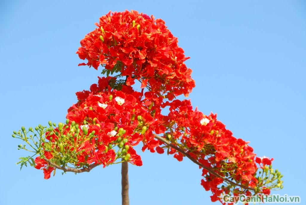 cây phượng vĩ hoa đỏ 5