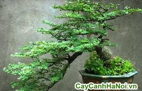 cây kim quýt bonsai