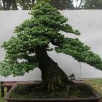 cây kim quýt bonsai