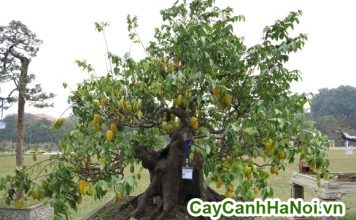 cây khế bonsai