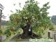cây khế bonsai