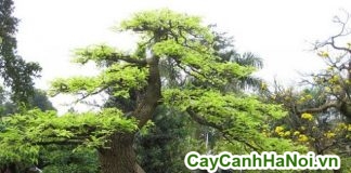 cây me bonsai cao 1m