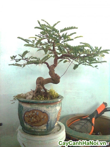 cây me bonsai