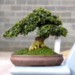 cây sam nui bonsai