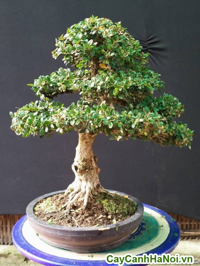 cây sam núi