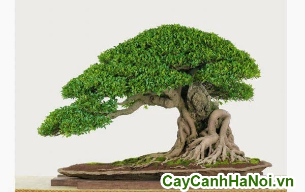 cây sanh bonsai