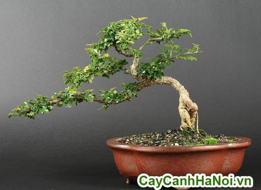 cây si bonsai để bàn