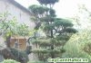 cây tùng lá kim bonsai