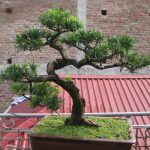 cây túng lá kim bonsai dáng bay