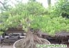 cây vạn niên tùng bonsai dáng bay