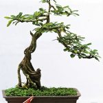 linh sam bonsai