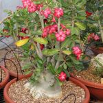 cây sứ thái hồng bonsai