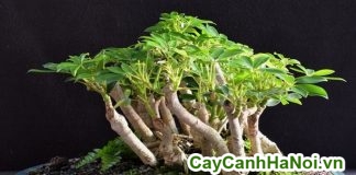 cây ngũ gia big bonsai