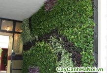 trồng cây xanh trên tường