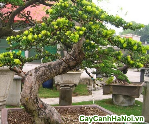 vạn niên tùng bonsai